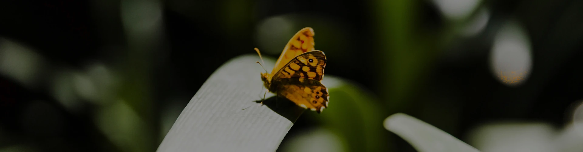 Biodiversity and Ecosystems