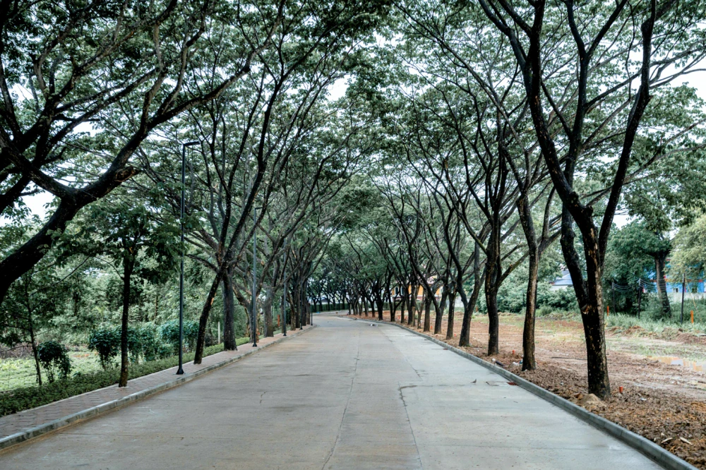 Surveying and conserving existing mature trees before project development