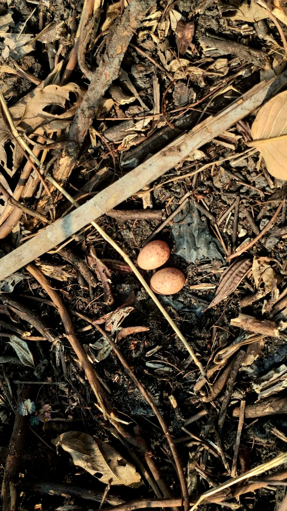 Biodiversity Management and Nature-Related Risk Assessment