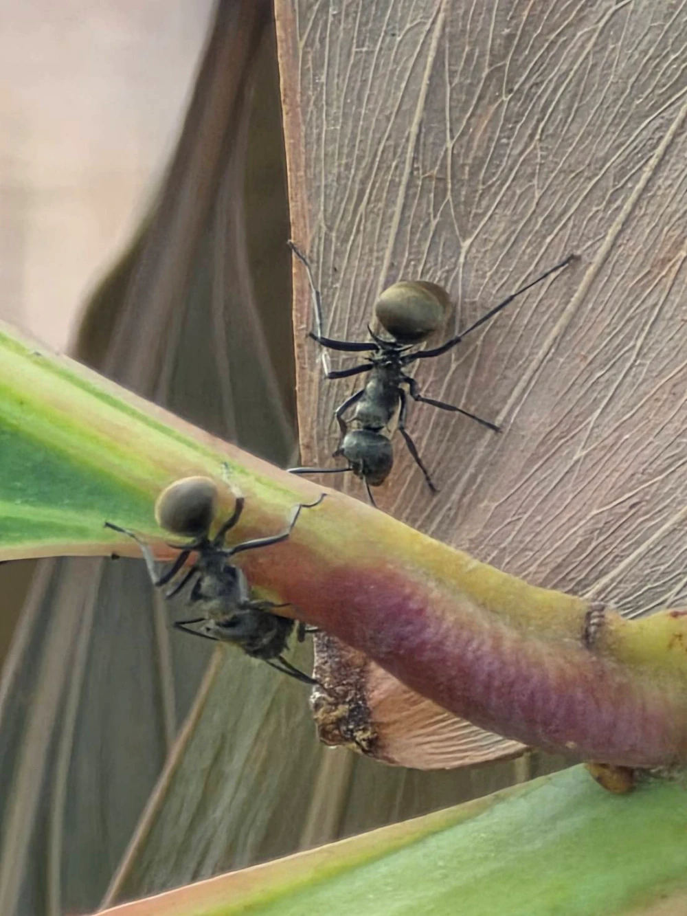 Biodiversity Management and Nature-Related Risk Assessment