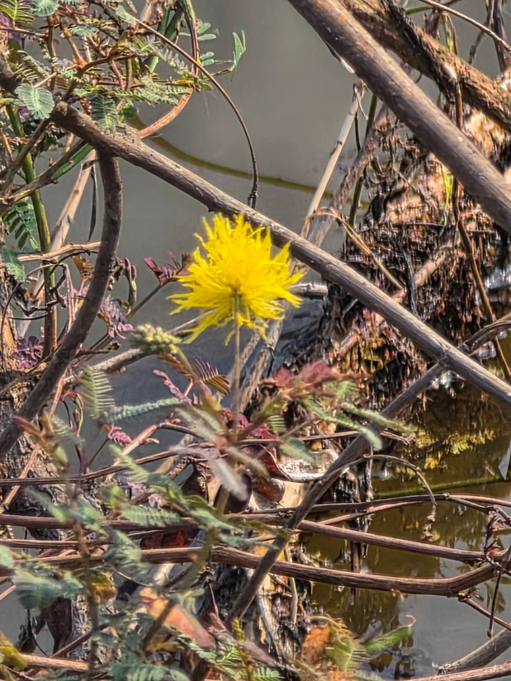 Biodiversity Management and Nature-Related Risk Assessment