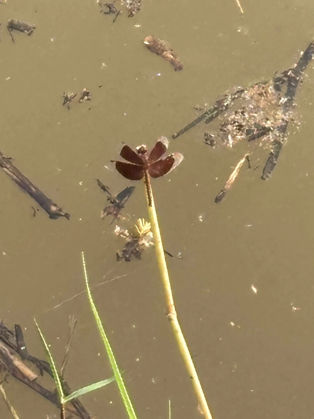 Biodiversity Management and Nature-Related Risk Assessment