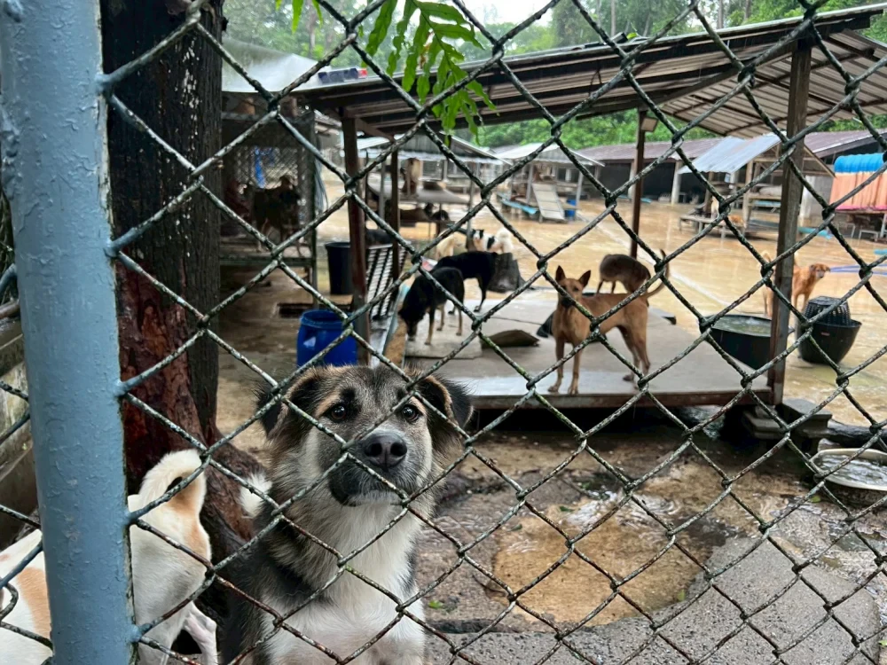 ศุภาลัย สร้างดี ส่งต่อพื้นที่แห่งการแบ่งปัน สู่ศูนย์พักพิงสุนัขจรจัดภูเก็ต